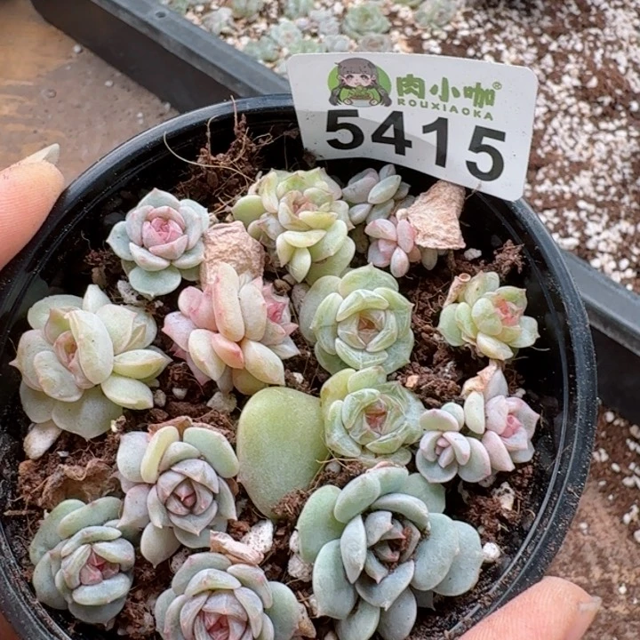 多肉植物多肉植物