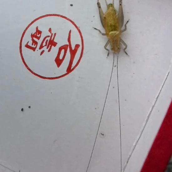 蟋蟀石志明特级长须一条