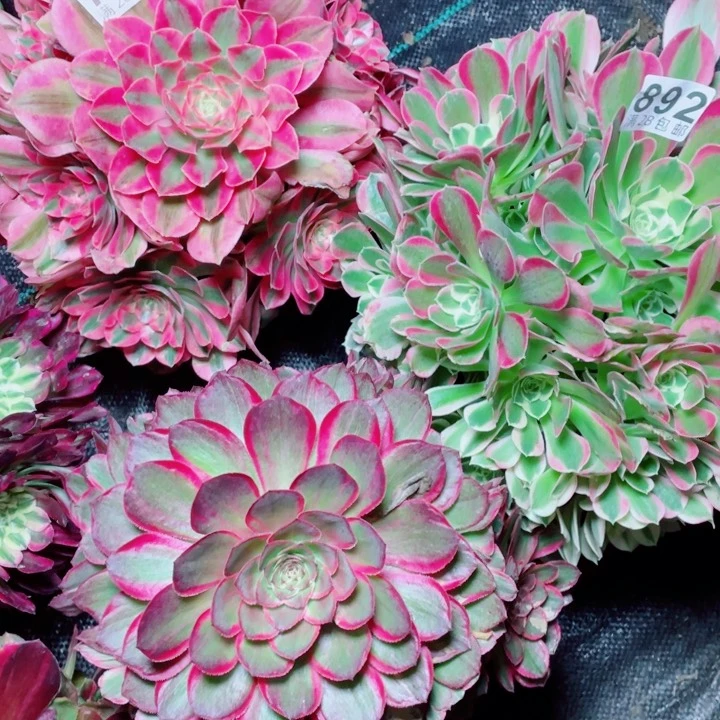 多肉植物组合784/892