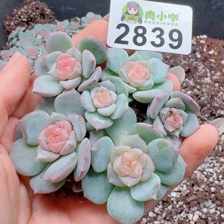 多肉植物多肉植物