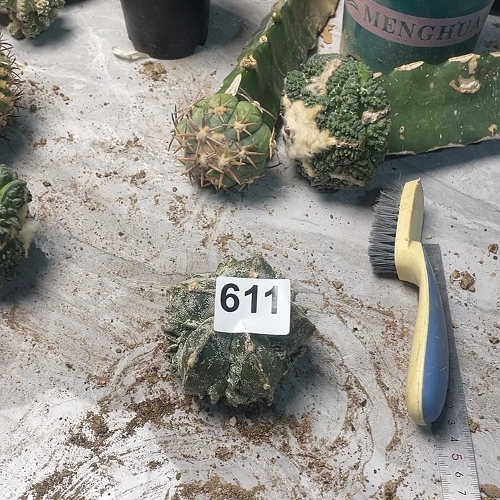 完全开放611核桃恩中