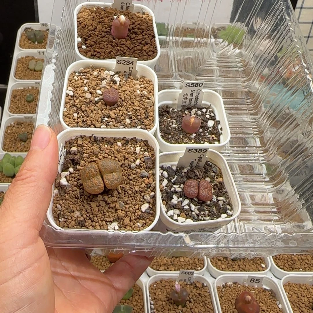 j***a肉锥多肉植物组合-1502