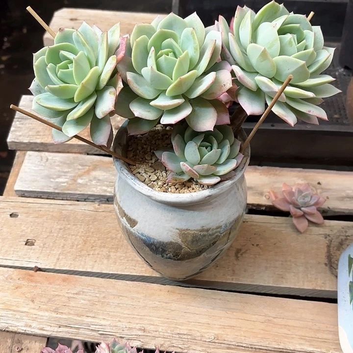 多肉植物，恋曲一颗