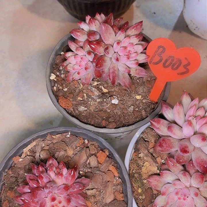 仙****坑鱼美人三颗一物一拍B003