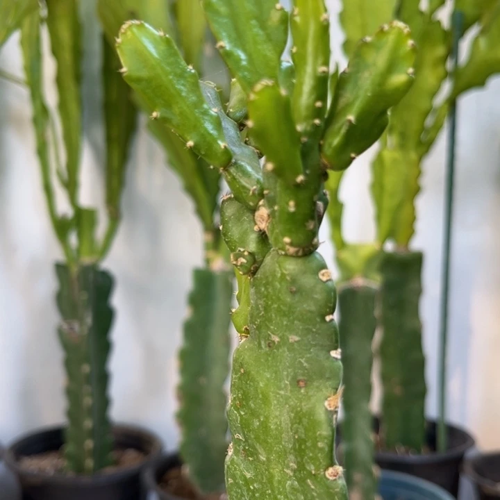 当前无花栽培后可以开花542