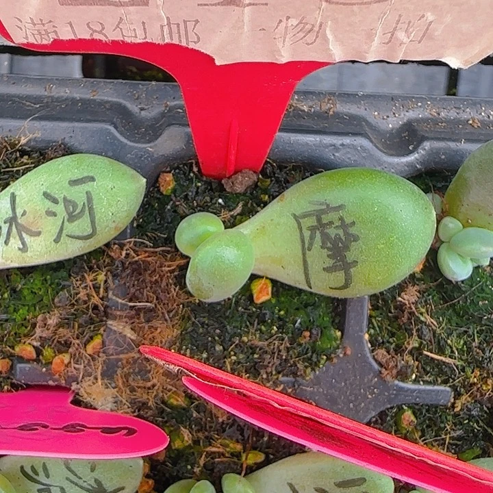 ?**儿摩尔根213多肉植物