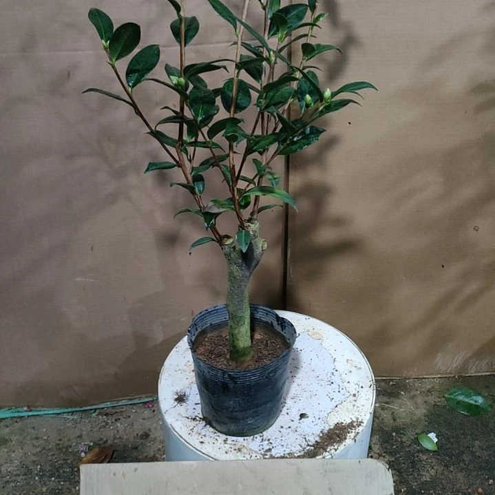 704露易斯，原盆原土发货，不包邮