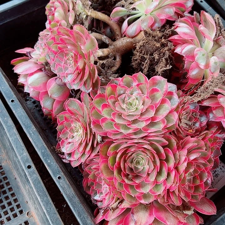 赤子心黑盆多肉植物