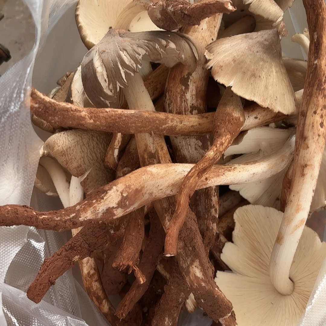 碎***天云南南华野生菌中国大陆