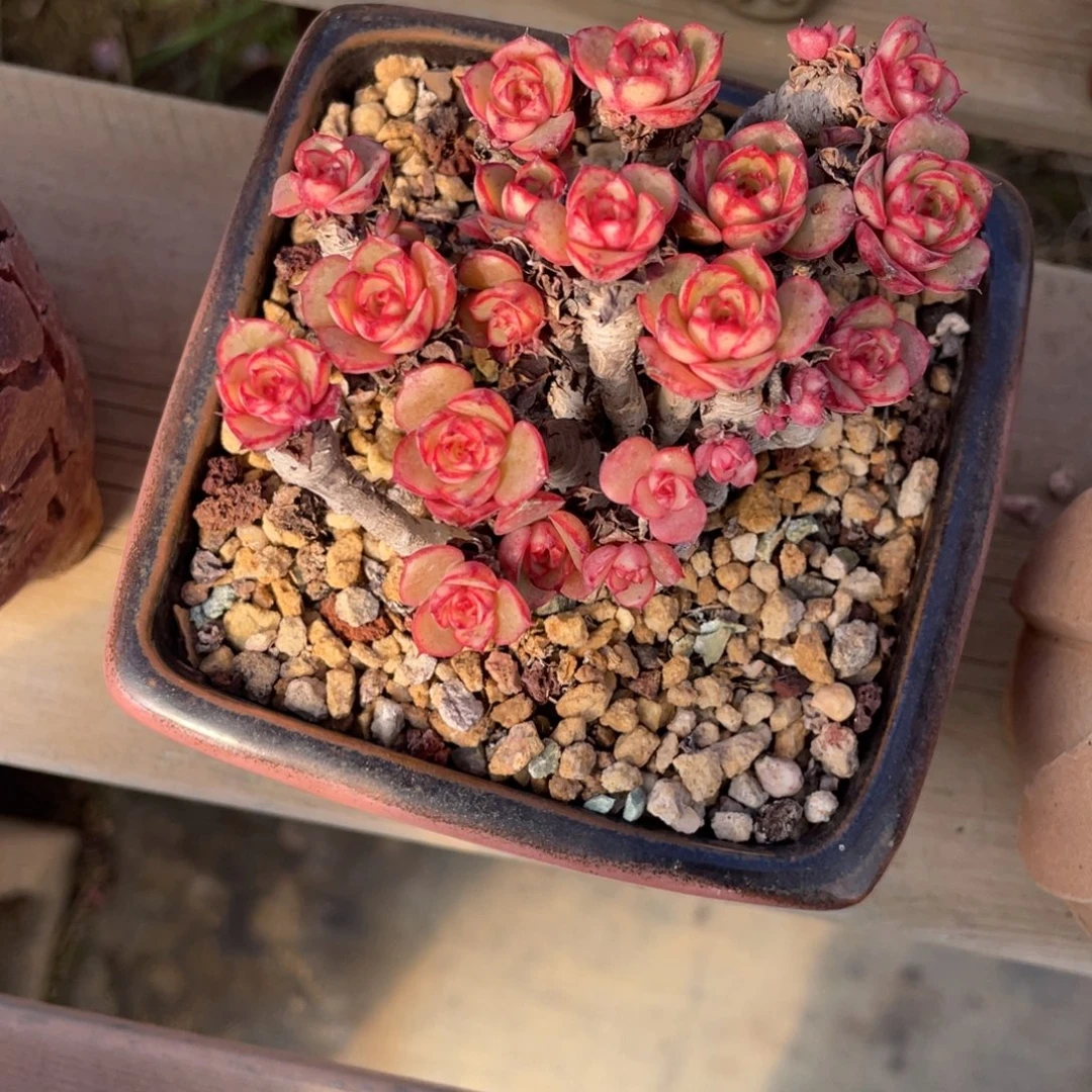 杂交红边老桩群生