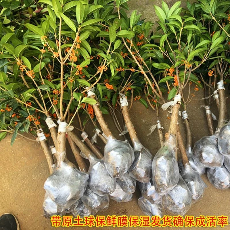 正宗桂花树流苏嫁接苗盆栽四季桂花老桩室内庭院浓香型矮桩