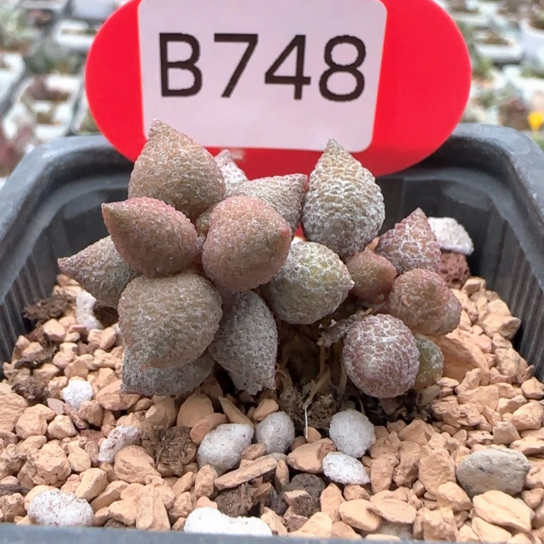 小辣椒。    748。