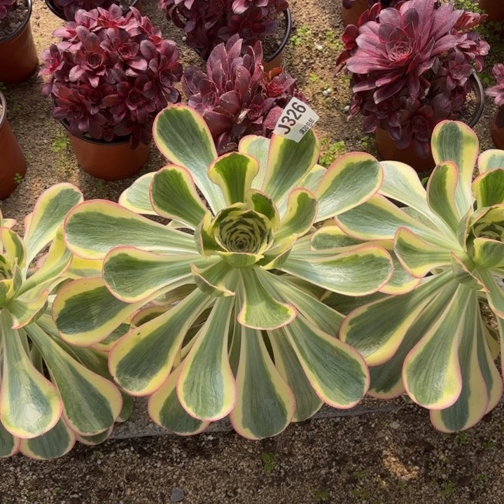 瑞妈多肉园艺326艳资锦