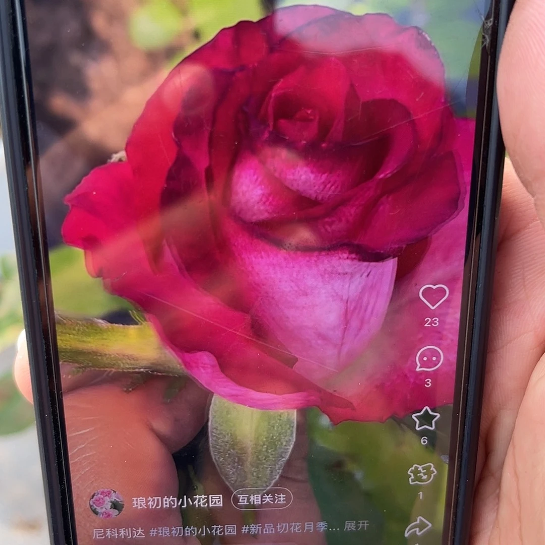 无花朵——-尼克利达 福利款