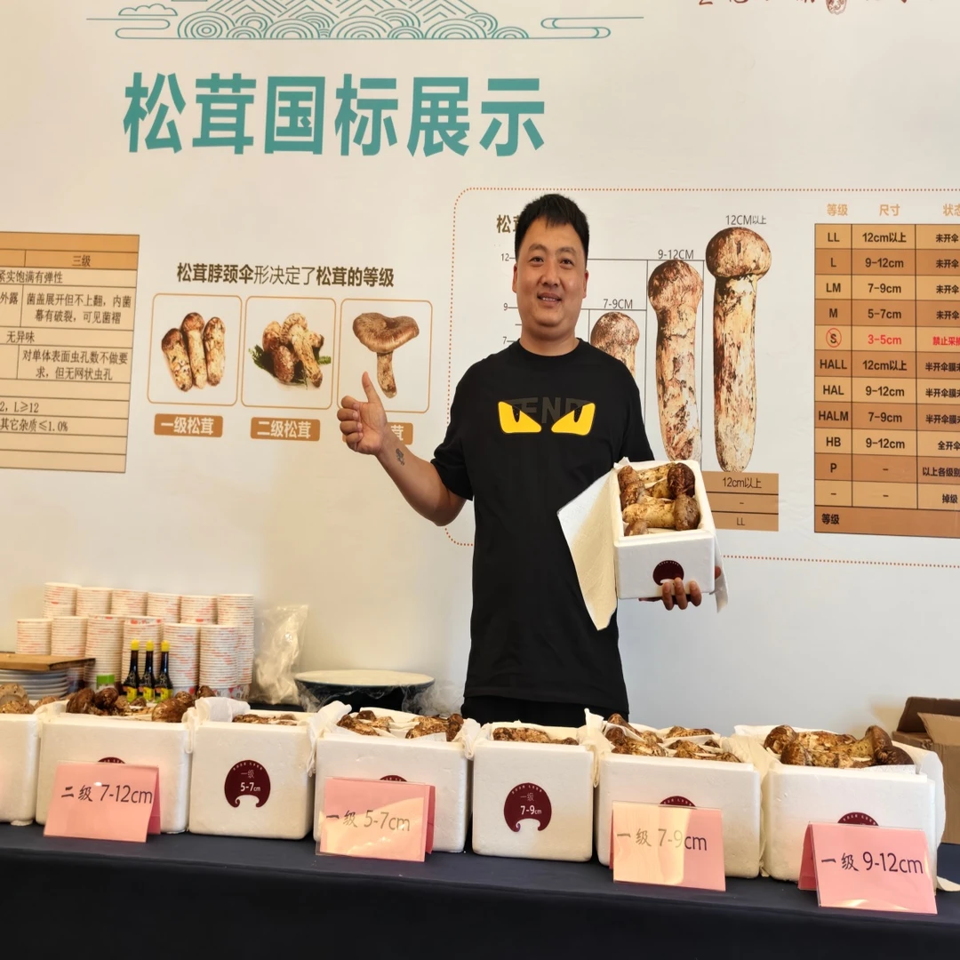 松茸新鲜松茸现挖现发煲汤炖鸡刺身食用野生菌