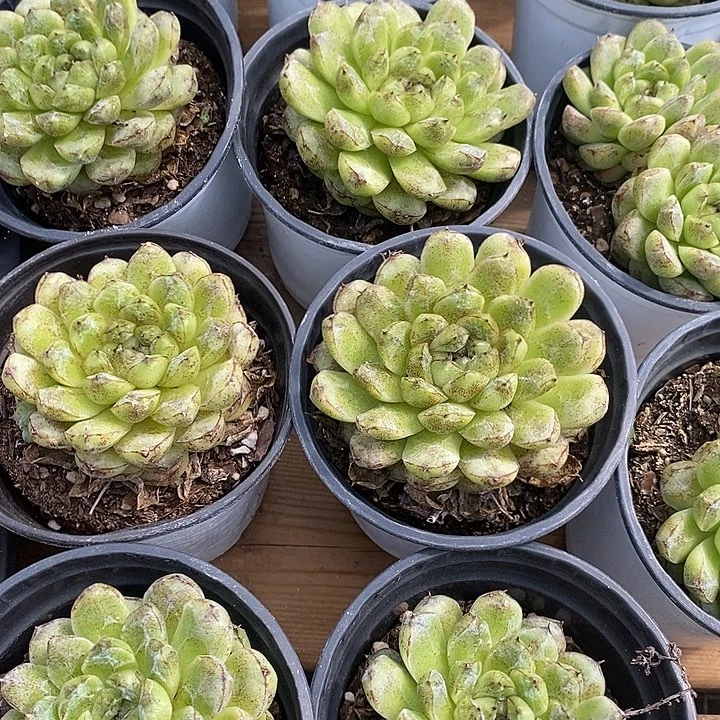 团。赤水晶。福利多多