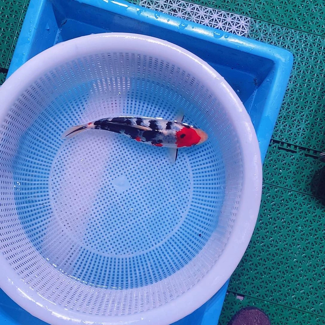 锦鲤直播专用链接