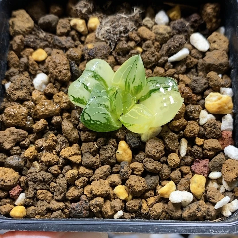 【闪购商品】79莫迪卡锦