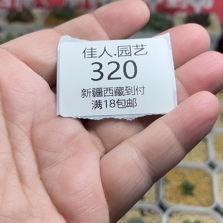 一***帅佳人园艺多肉生石花320