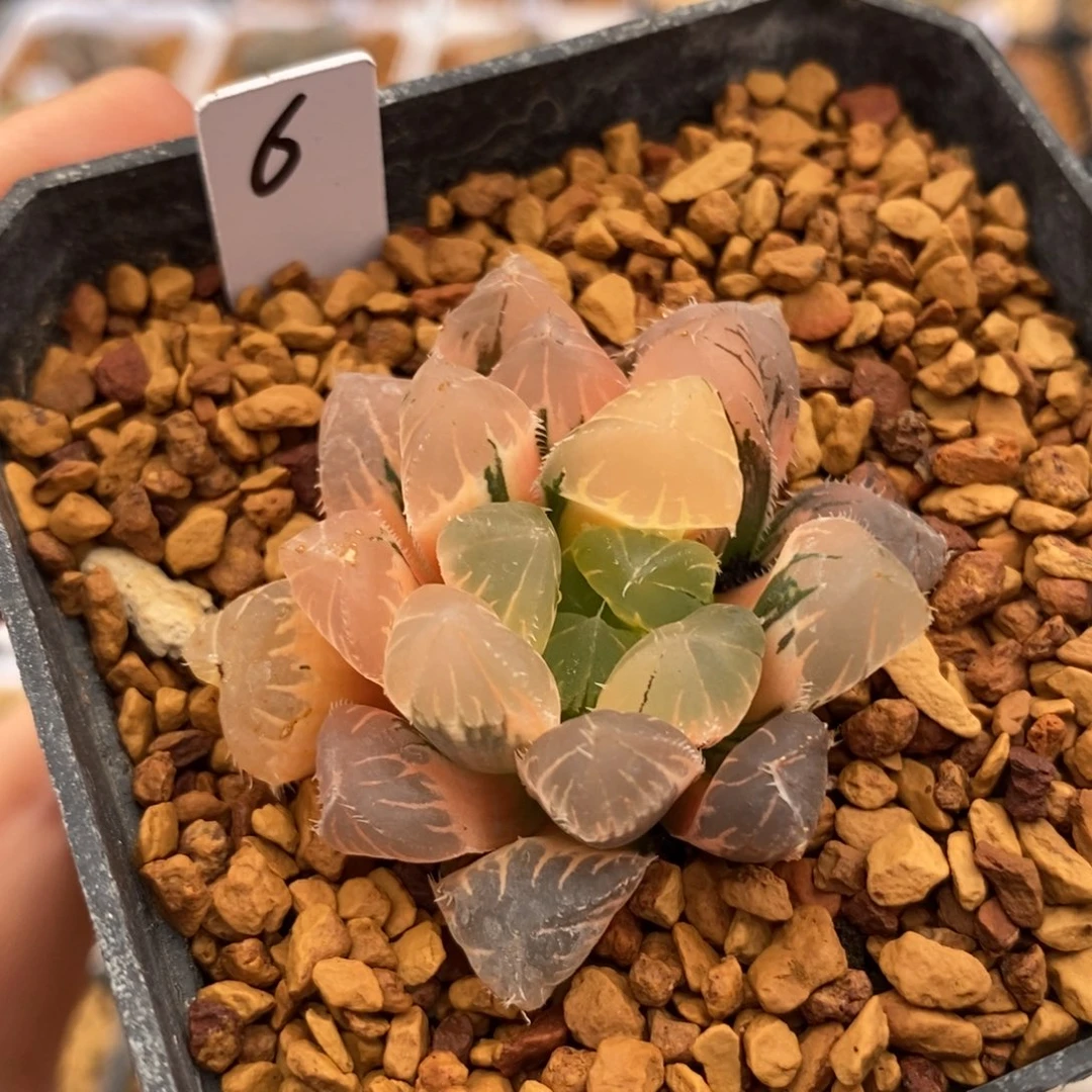 6实生玉露多肉植物