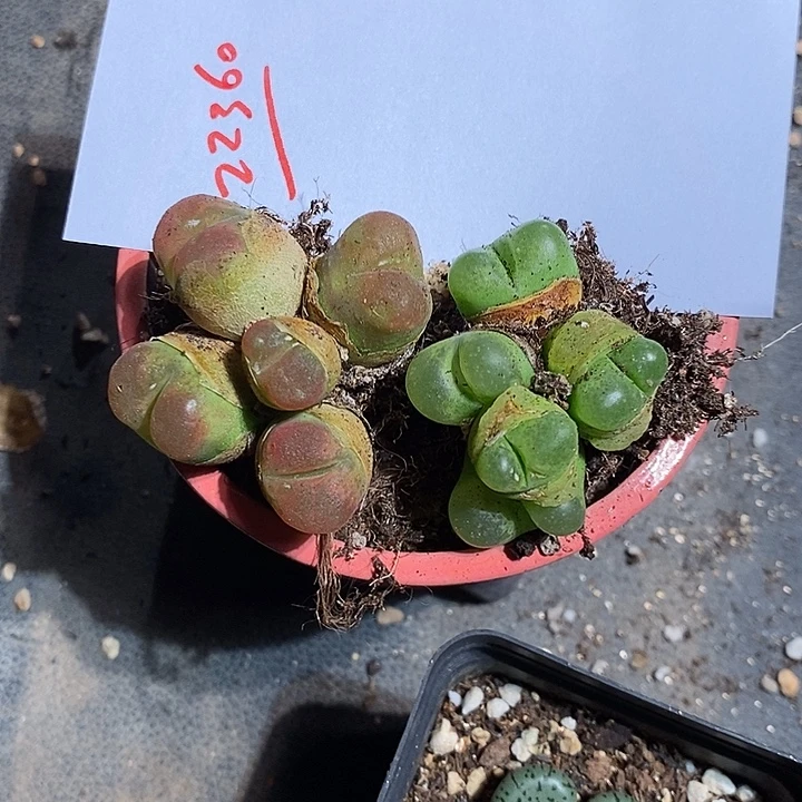 22360。   一组五头。