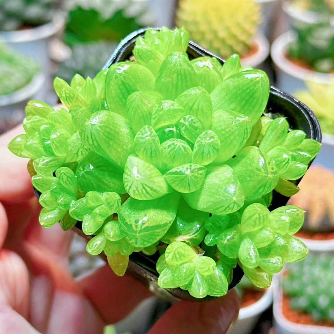 草玉露（满16包邮） 原盆原土玉露十二卷多肉植物