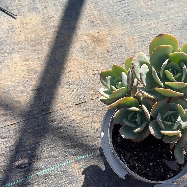 顺**羊320白凤脱土发货不退不换