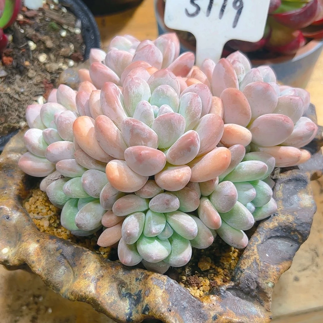 多***贝香水群5119号一物一拍