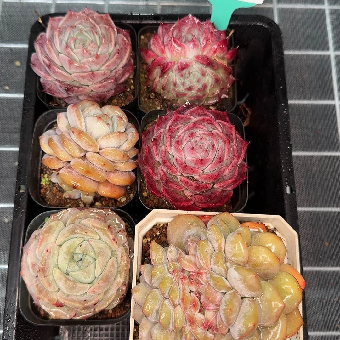 从前慢花园精选0120-127