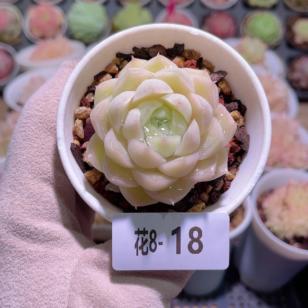 花利美8-18麦秆单头