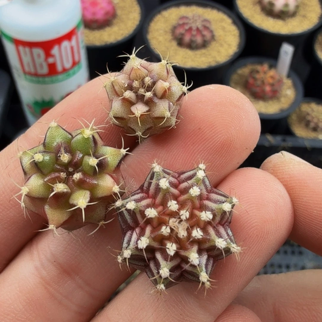 当前无花朵，栽培后可花朵670