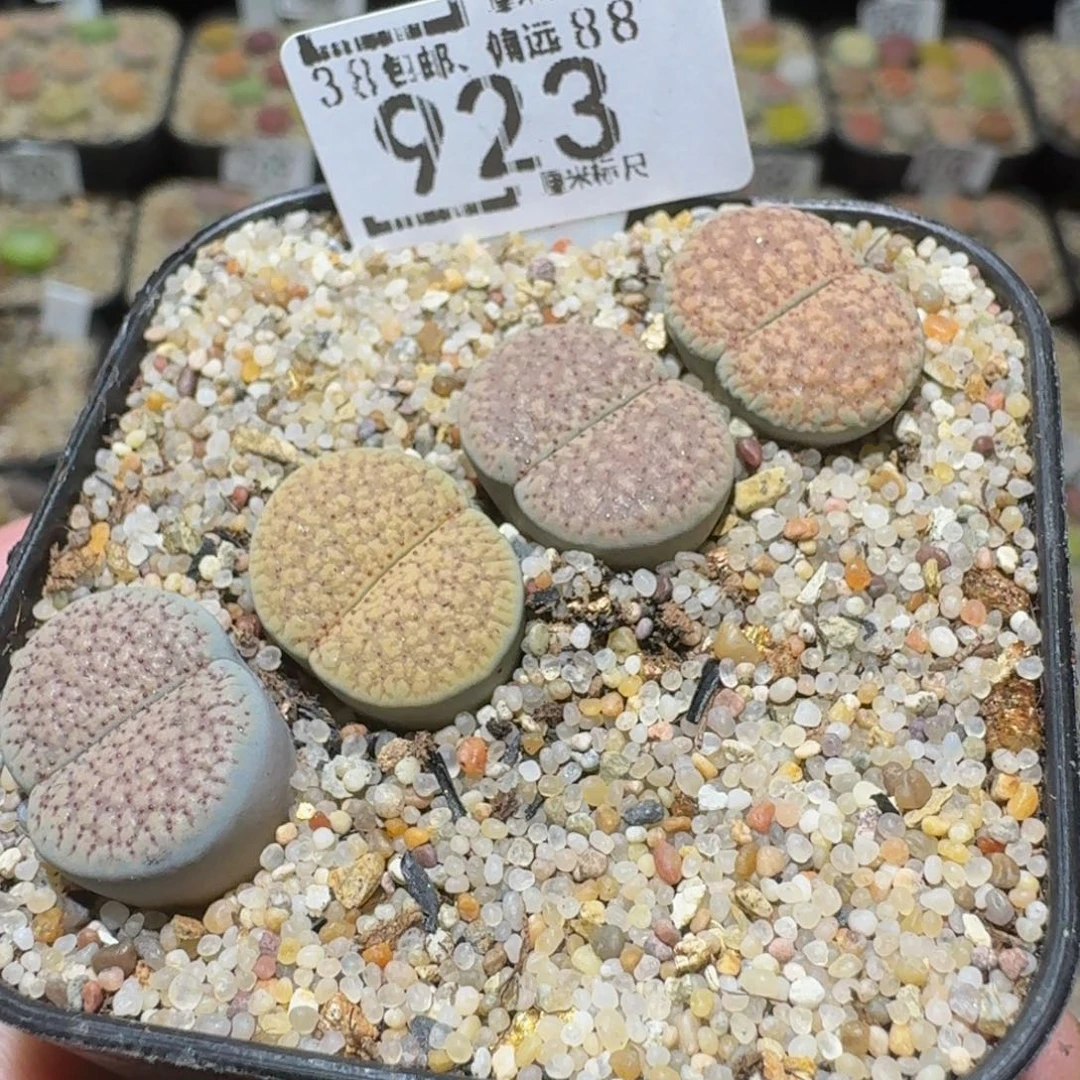 Ssss精品生石花923