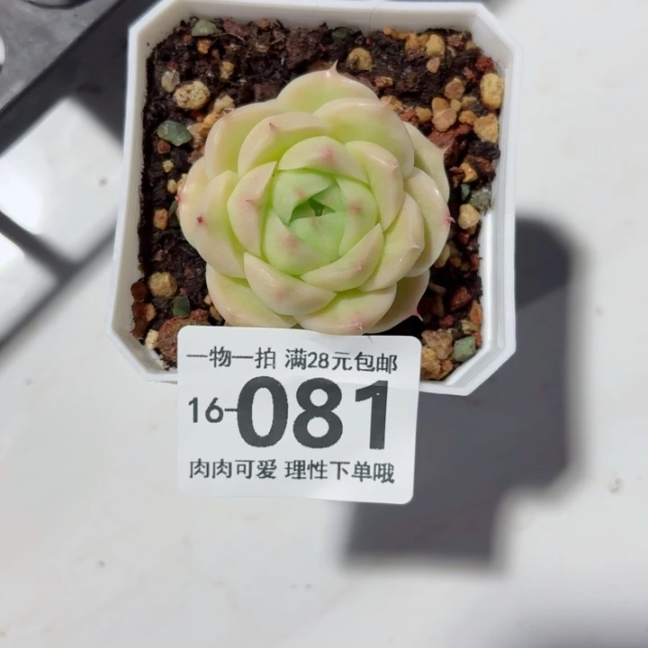 麦秆无盆土发货多肉多肉无