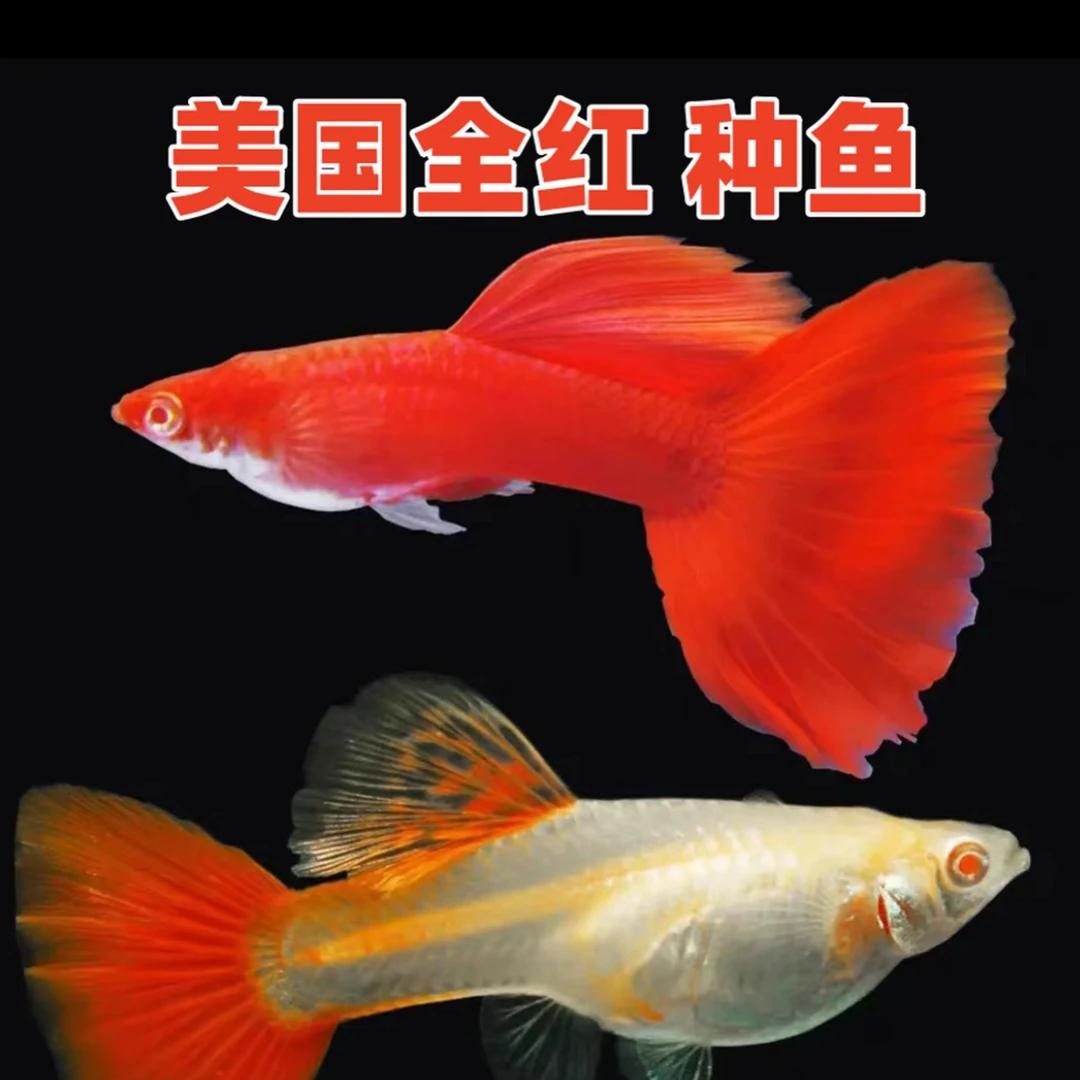 美系大背全红种鱼孔雀鱼红色经典品系观赏鱼好养耐活放生小鱼