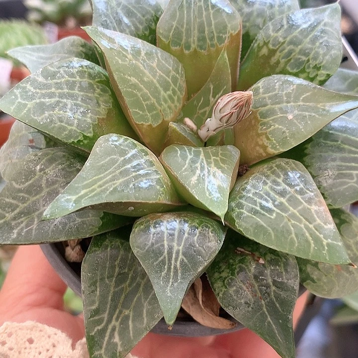 川东特网一物一拍