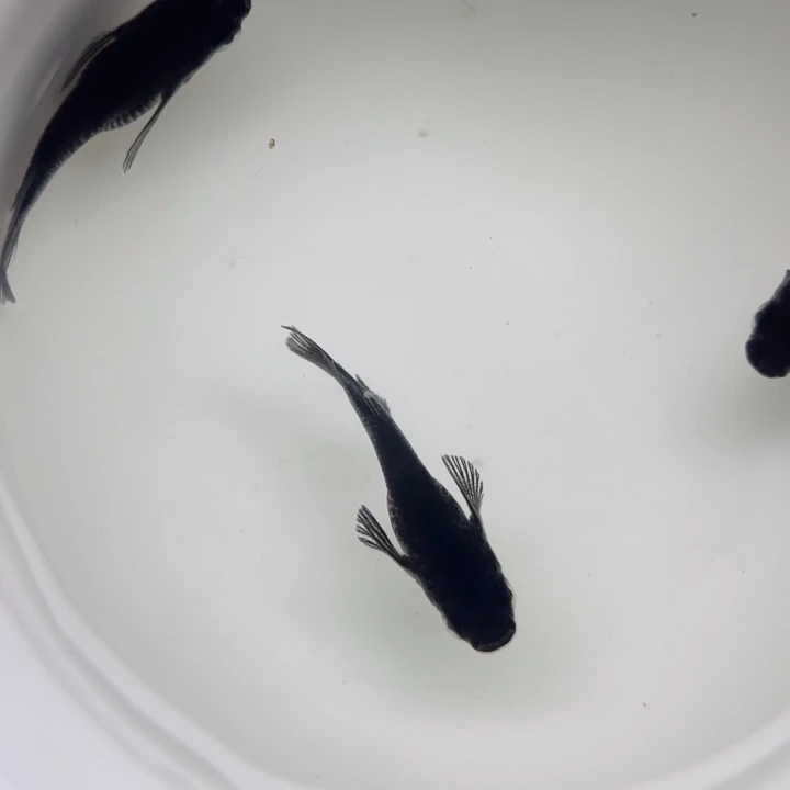 海水鱼大蛇短球31号