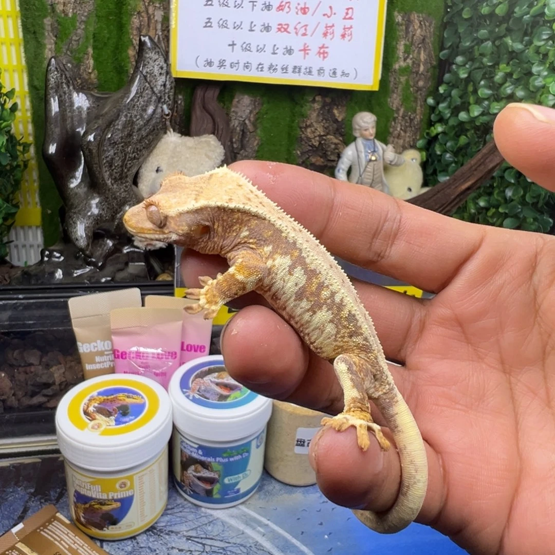 睫角守宫三色莉莉