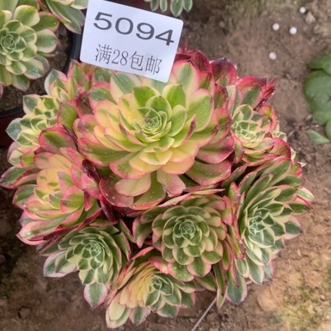 海王多肉多肉5094