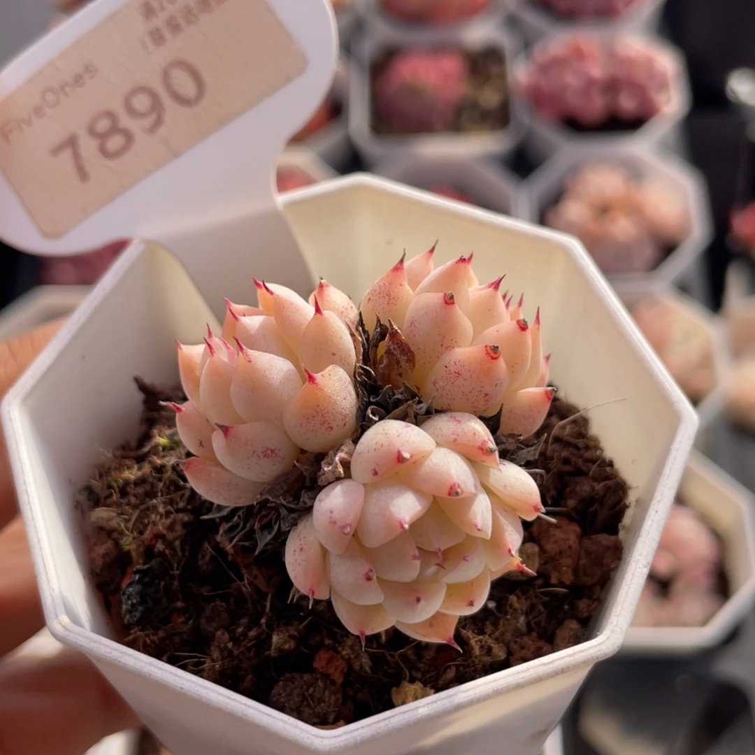 雨果7890-4.0厘米