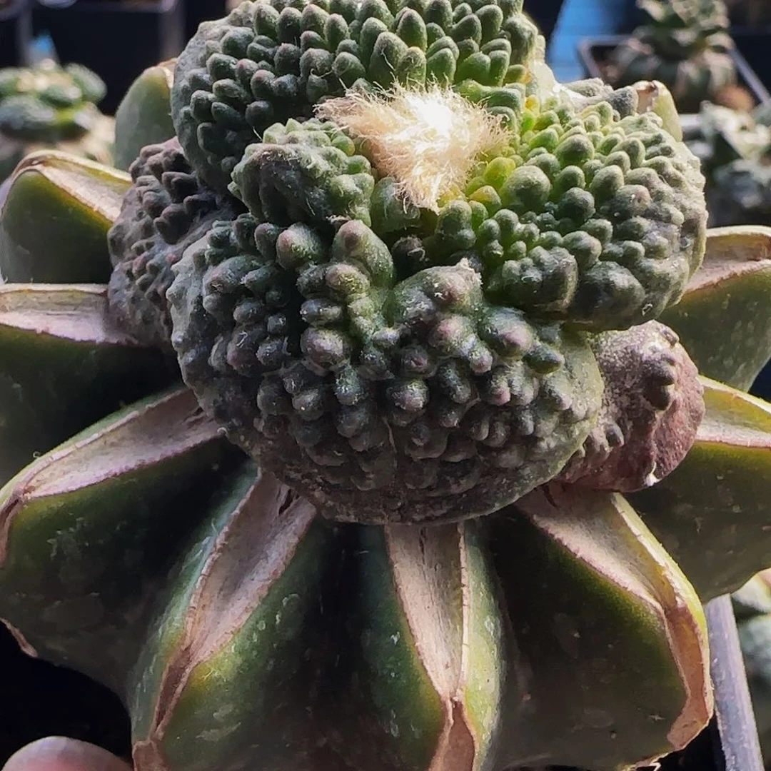 大尤哥斯拉278仙人球