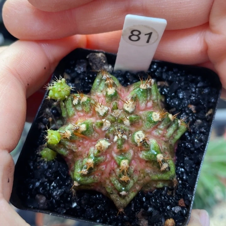 盆5公分满25包邮裸根发货
