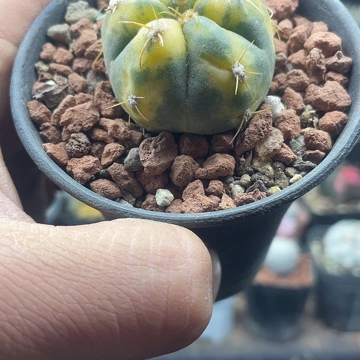 圣王锦一颗包邮发货