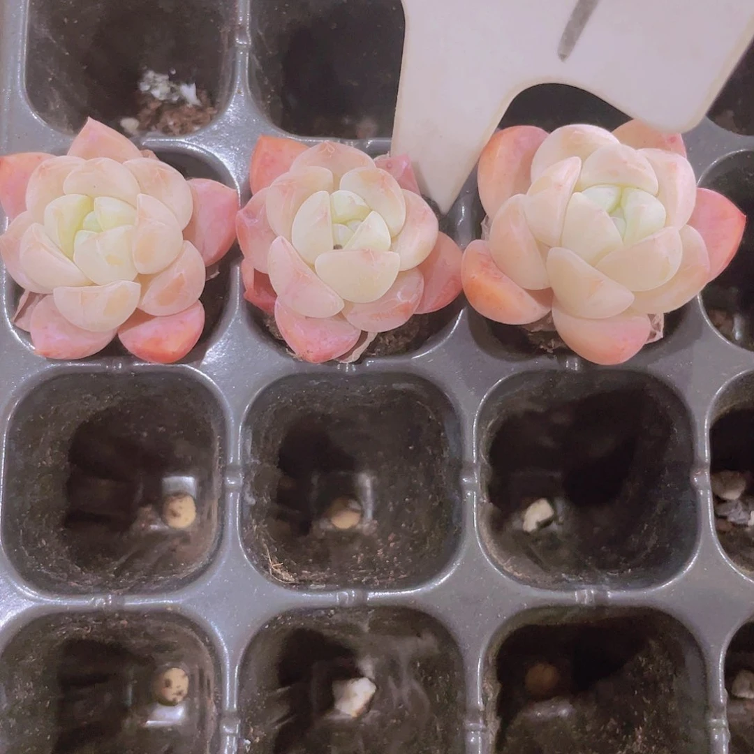 厚梦三颗一组w067一物一拍