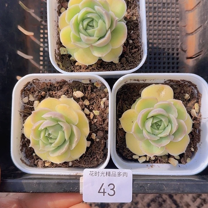 花时光精品多肉43