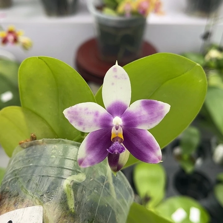 全部花苞2.5寸杯BKH2248超美跳色褪色号