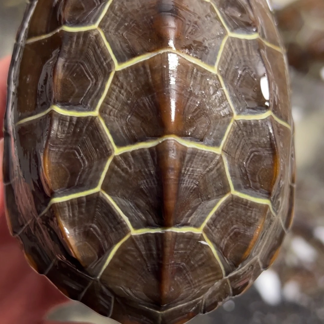 绿毛龟母苏北金线草