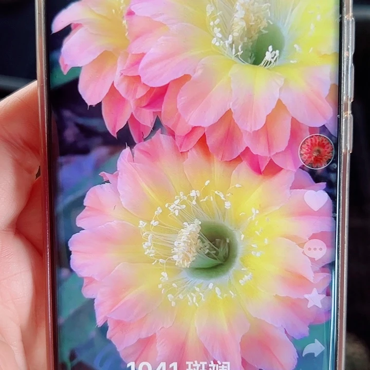 彩草1041侧芽一棵