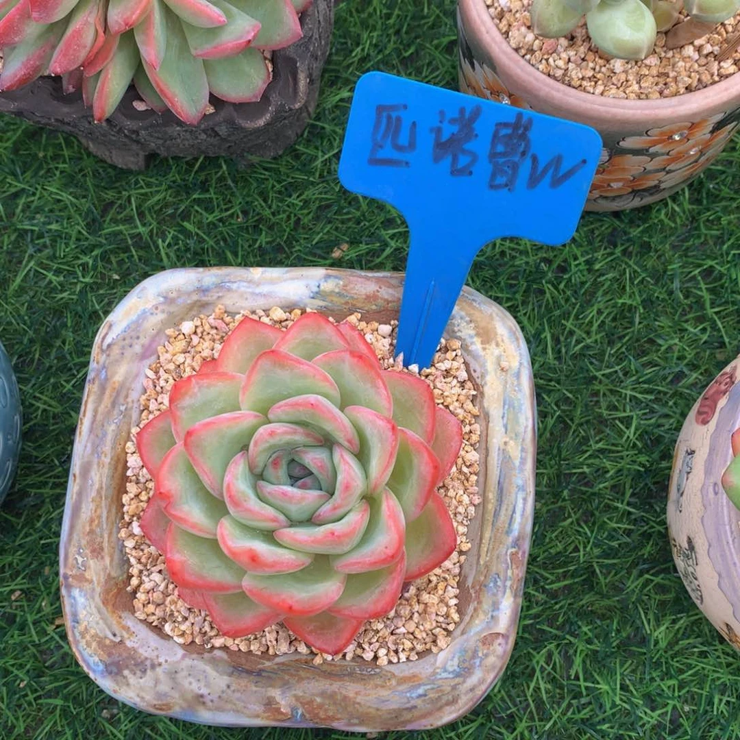 别***我泡芙多肉植物12345