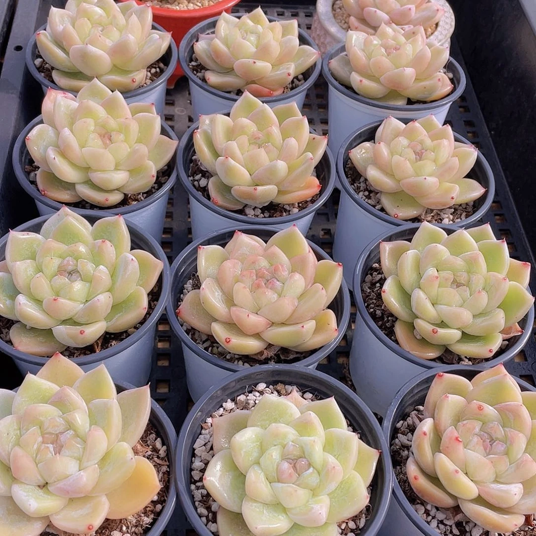 量拍90号 白泽母本大单头一个