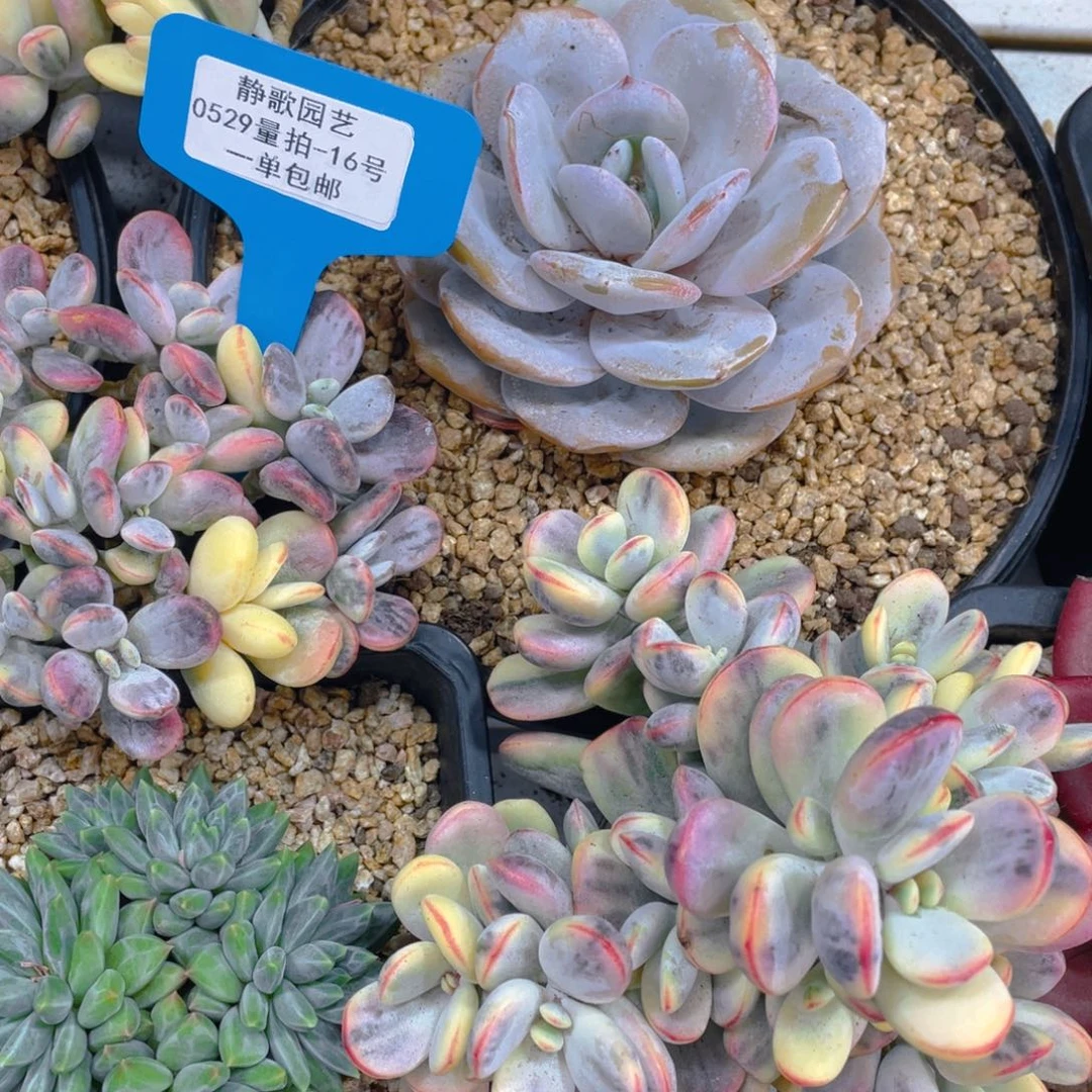 0529-16-乒乓福娘锦大群一颗